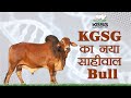 BALDEV | KGSG New Sahiwal Bull | Kamdhenu Gaushala | #sahiwalbull #bulls