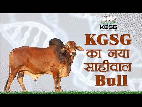 BALDEV | KGSG New Sahiwal Bull | Kamdhenu Gaushala | #sahiwalbull #bulls