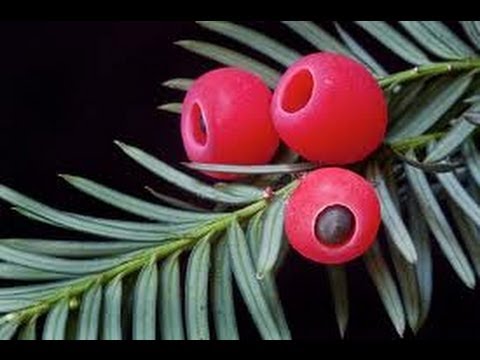 Eating Deadly Yew Berries!