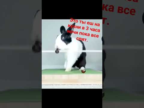 мем с кроликом.