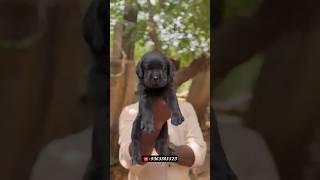⚡Quality Lab pure Black male puppy available #labpuppy #labrador #labradorretriever #lab #lablove