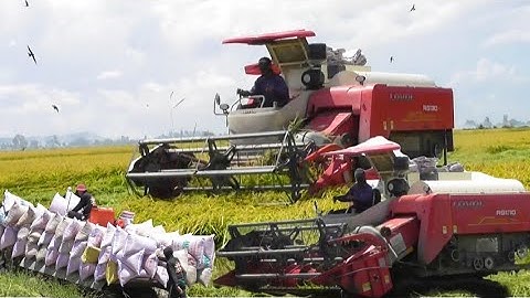 máy cắt 130 trung quốc lớn nhất Việt Nam cắt lúa nhật rất nhanh giá lúa 8100₫K tập19# maibangtv