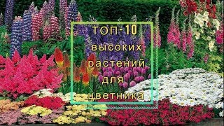 ТОП-10 высокорослых многолетних растений для заднего плана цветника: описание,фото.