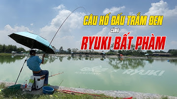 Câu Hố Đấu Trắm Đen với Handing Ryuki Bất Phàm | VIETNAM FISHING TV