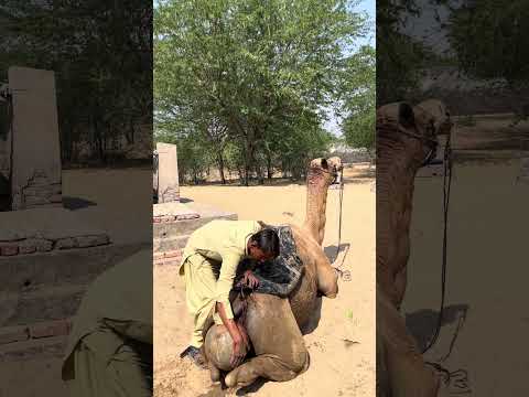 وبينما كان الجمل جالسا تنهد الصبي وحاول إخراج القدر العالق داخل الجمل