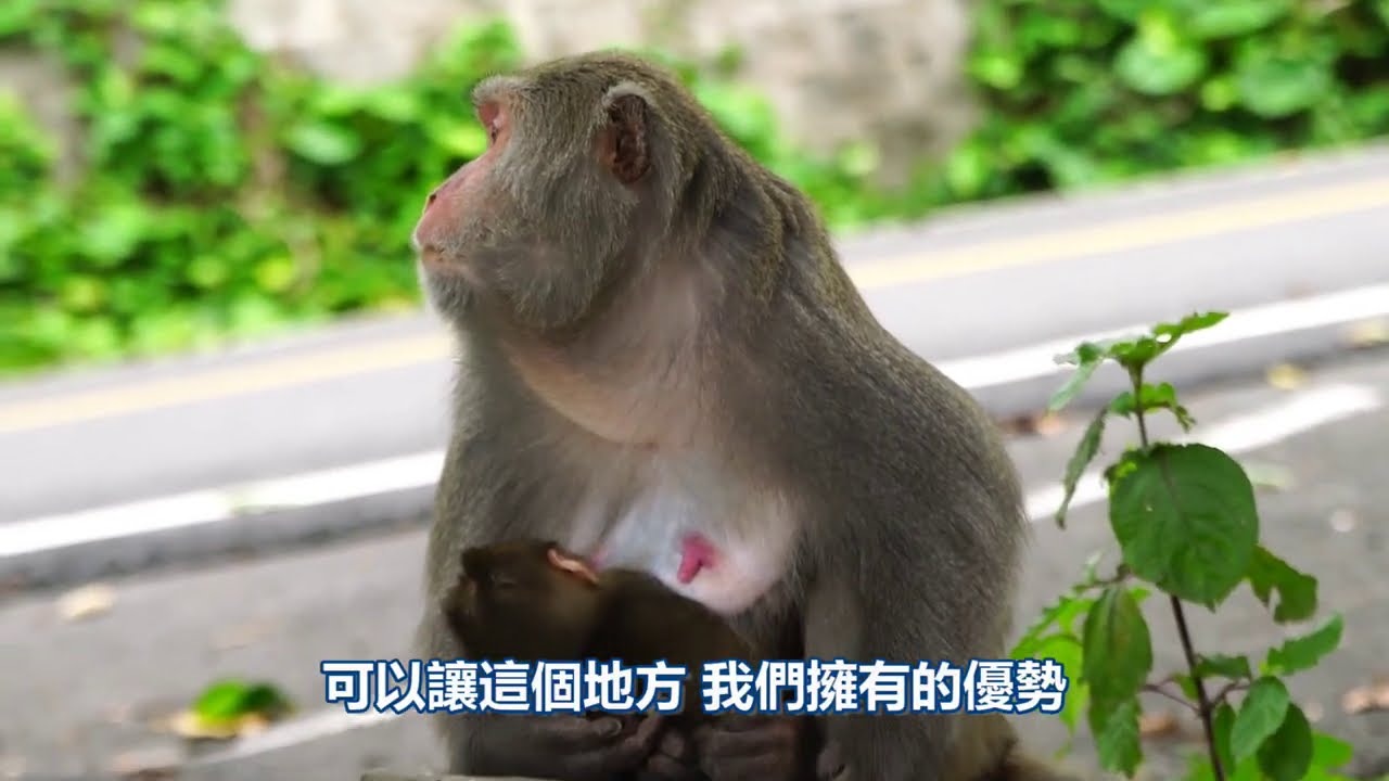 【獼猴女孩】烏山獼猴保護區｜片尾14:55有夭折幼猴鏡頭慎入