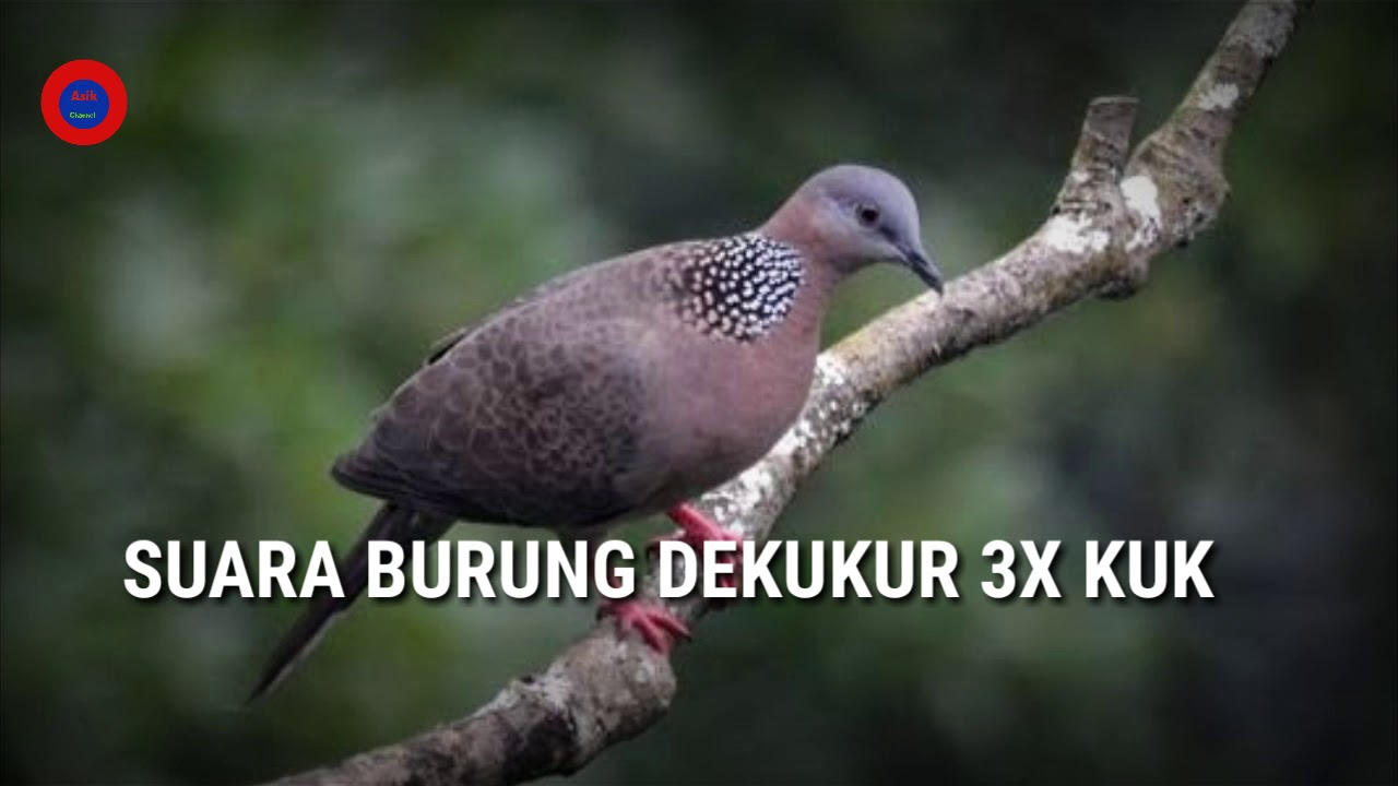 SUARA BURUNG DEKUKUR KUK 3X, suara burung perkutut 