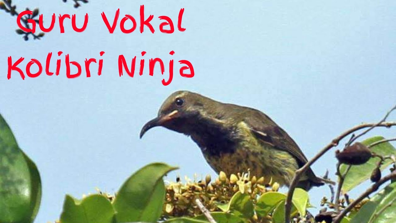 Suara Pancingan Kolibri Ninja Black Sunbird Youtube