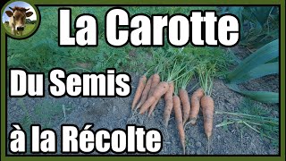 Une culture de carottes de A à Z au potager traditionnel. + Astuces pour faciliter le désherbage !