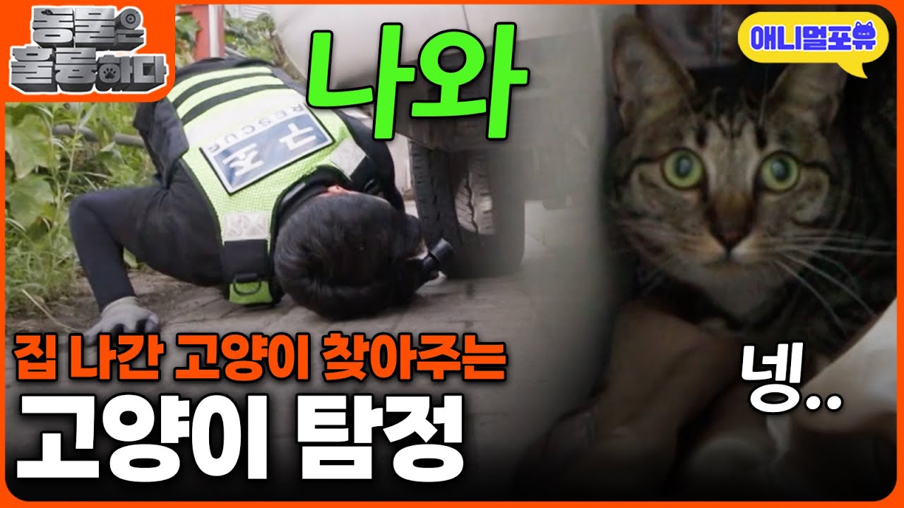 사라진 고양이 찾아주는 훈훈한 외모의 '고양이 탐정' I KBS 동물은 훌륭하다 240928 방송