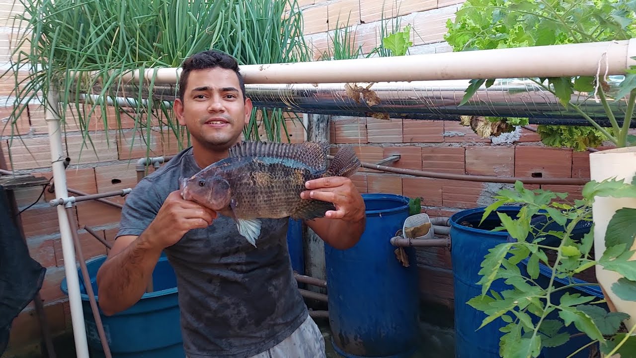 criação de Tilápia em caixa d'água e aquaponia. olha o tamanho da Tilápia
