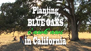 Planting Blue Oaks (c'awk'awi) in Fire-Prone California