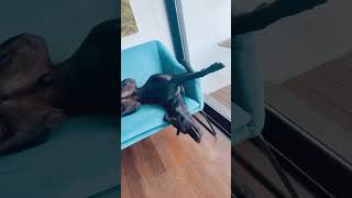 Adorable Adopted Dog Sleeping in Reverse