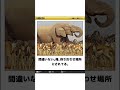 【動物ボケて】【要】可愛い動物たちに声をあててみた　#アフレコ #shorts #short