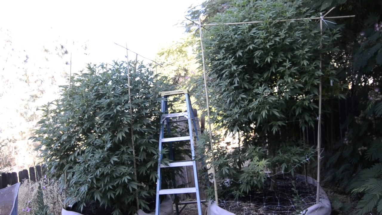 2017 outdoor grow norcal super glue and sherbet