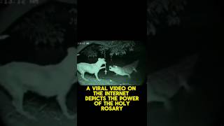 Is This Real? Dog With Rosary Defeats Alligator Attack