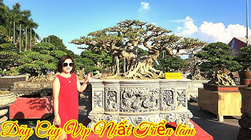 Dãy cây Vip nhất Triển lãm Bắc Ninh