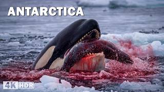 BRUTAL ANTARCTICA | Surviving in the Most Extreme Frozen Desert on Earth | Nature Animal Documentary