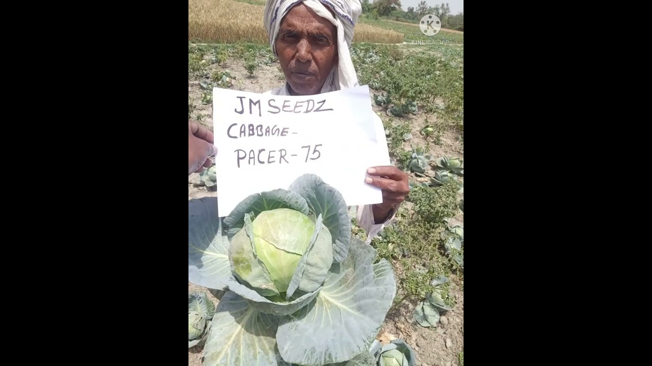 MARSHAL-31 & PACER-75 FIELD PERFORMANCE || JM SEEDZ INDIA PRIVATE LIMITED |