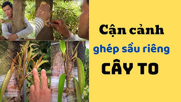 Cận cảnh ghép sầu riêng trực tiếp vào cây to, mắt ghép lên khoẻ đẹp | Big Durian Top-Working