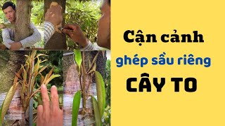 Cận cảnh ghép sầu riêng trực tiếp vào cây to, vườn lớn tuổi mắt ghép lên khoẻ đẹp