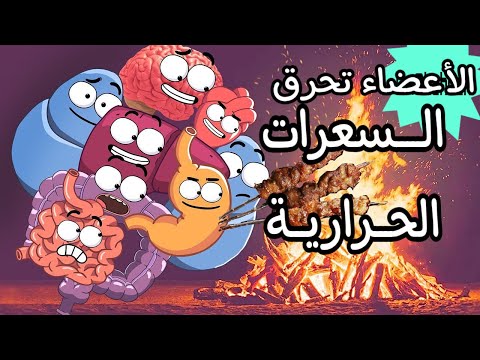 الأعضاء تحرق السعرات الحرارية