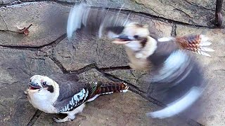 Kookaburra catching turns into tug of war! And a cunning magpie!