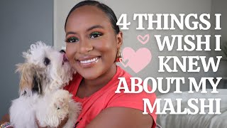 4 things I wish I knew about my Malshi puppy! #malshipuppy