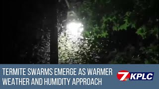 Pest control specialist gives tips as termite season begins