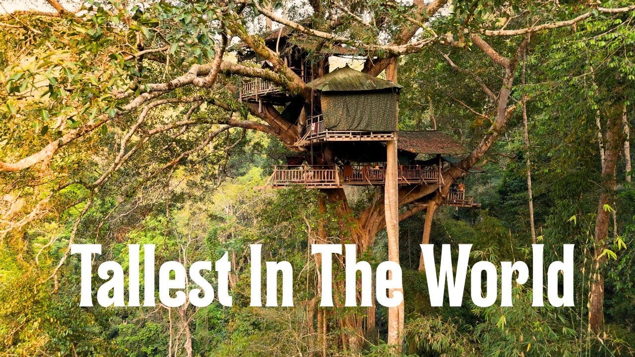I Lived In A Treehouse for 4 Days