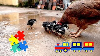very cute chicks colorful chickens mother hen is eating with chicks black chickens cute chickens