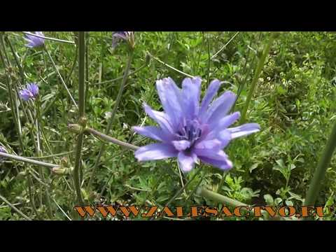 Čakanka obyčajná liečivá rastlina (Cichorium intybus L)