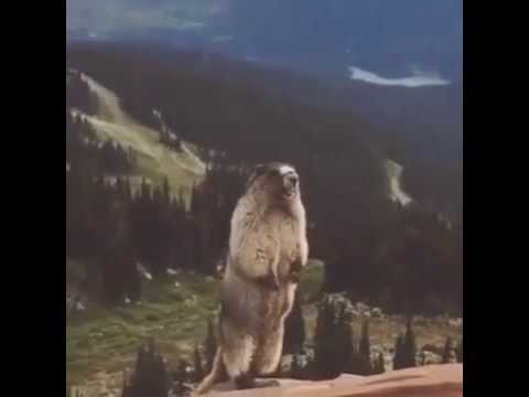 صراخ السنجاب 480P