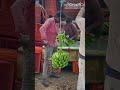 केला खेती का एक आम दिन। #YTshorts #KELAKISAAN #farmerstruggle #farming