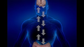 How the gut-brain axis impacts your health and well-being