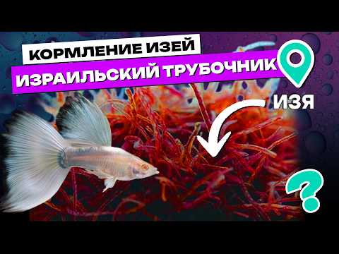 Кормление аквариумных рыбок живым кормом! Израильский Трубочник Изя Tubifex!
