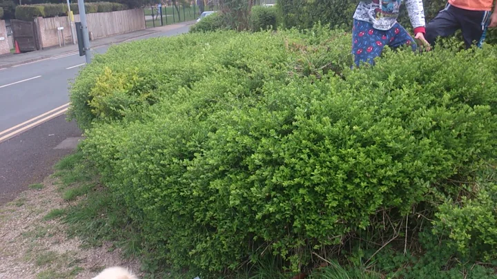 Hedge jumping
