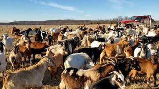 What Breed of Goat Is The Best
