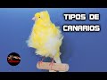 TIPOS DE CANARIOS – HIBRIDOS DE CANARIOS – RAZAS DE CANARIOS – Aves Hibridas