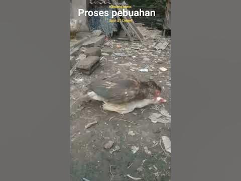 PROSES PEMBUAHAN,,PERKAWINAN.. - YouTube