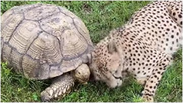 Viral Video: Cheetah Plays With Tortoise Rubbing Head In Its Shell, Internet Amazed