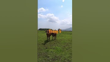 15 Seconds learning Vietnamese Part 7- How to Speak Days, Months, Years/15 giây học nói Ngày, Tháng