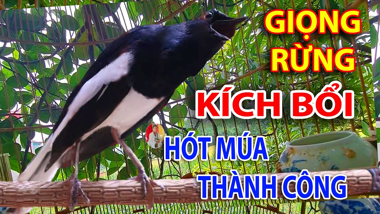 Choè than mồi hót réo kích bổi ức chế đấu lại | Chòe than hót giọng rừng cực phê #choethan