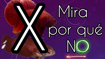 ¿Se pueden juntar 2 peces betta hembra?