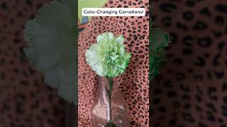 Color-Changing Carnations 🤍