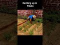 Earthing up in Potato. #gardening #kitchengardenexpert #peaplants #garden #kitchengardener