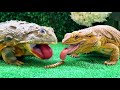 All mine 🐸 Bearded dragon and African bullfrog