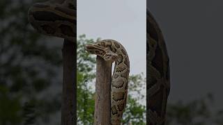 Indian rock python snake in village area #naturevideography #wildliferescue #reptiles #goviral