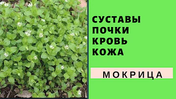 Мокрица излечит болезни ! Устали болеть ?