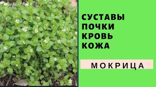 Мокрица излечит болезни ! Устали болеть ?